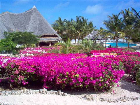 Jacaranda beach resort