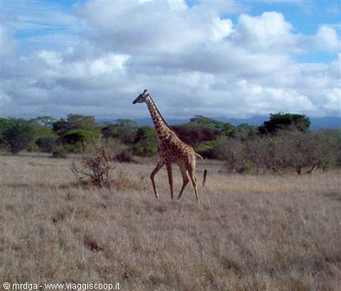 Giraffa al Lualenyi