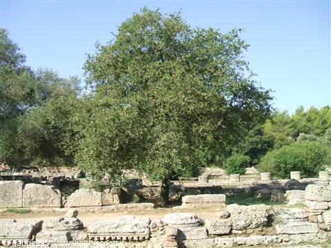 Katakolon - rovine