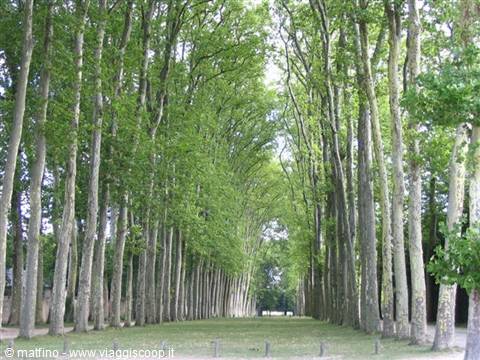 Versailles. Viale