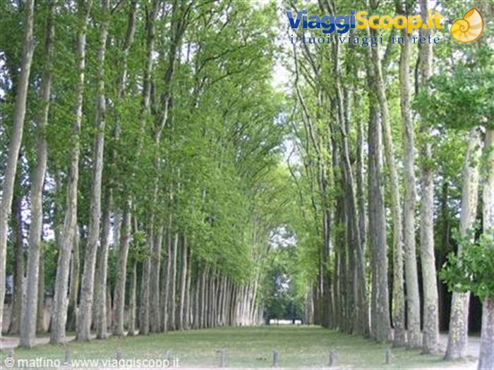 Versailles. Viale