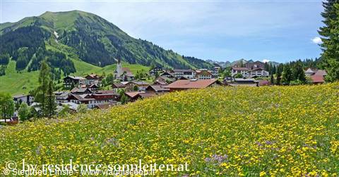 Berwang, prato alpino in fiore