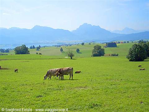 La regione dell'Allgau, chiamata anche quella delle mucche felici.