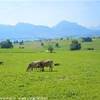 La regione dell'Allgau, chiamata anche quella delle mucche felici. GERMANIA 