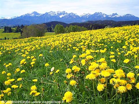 La primavera