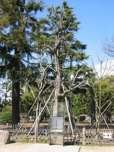 albero lesionato ma vivo