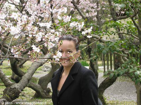 mi nascondo fra i sakura