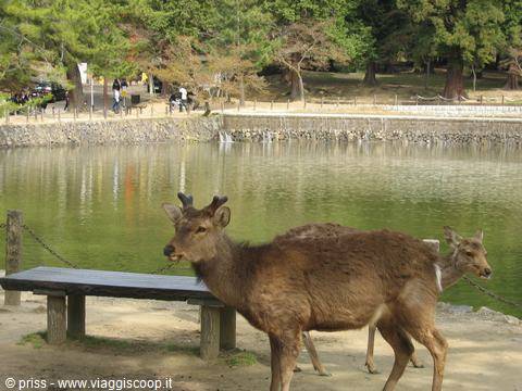 i famosi cervi di Nara