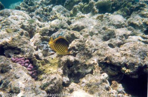 Sharm - Ancora barriera corallina