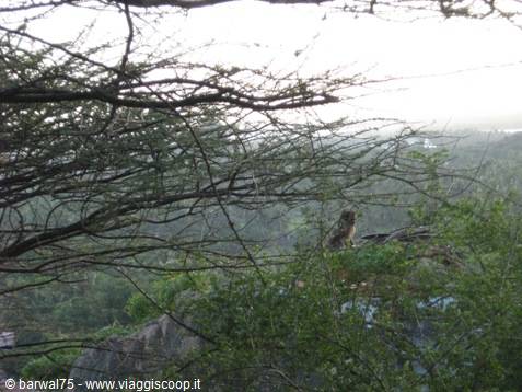 KANYAKUMARI:un eremeita sul monte sacro