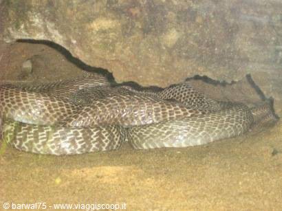 KANYAKUMARI:un cobra