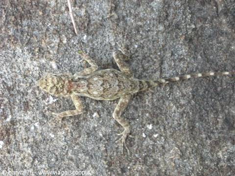KANYAKUMARI:Un camaleonte