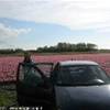 La mia vecchia polo in mezzo ai tulipani OLANDA 