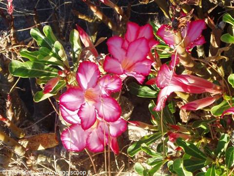 Rosa del deserto