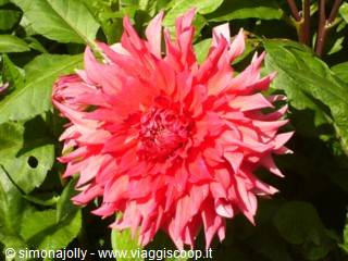 Le Dalie del giardino Botanico