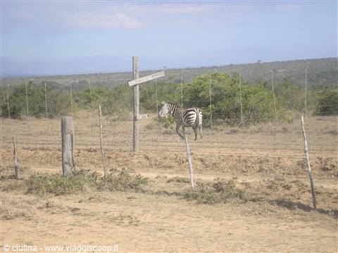 ...la zebra!