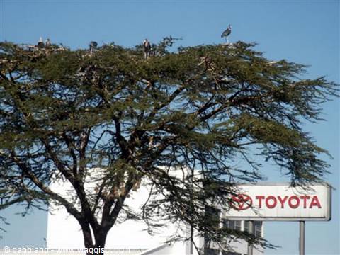 maribou a nairobi