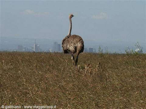 struzzo e in lontananza nairobi
