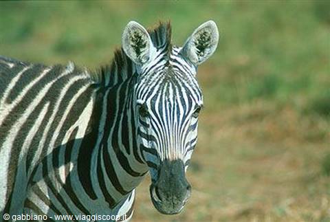 zebra
