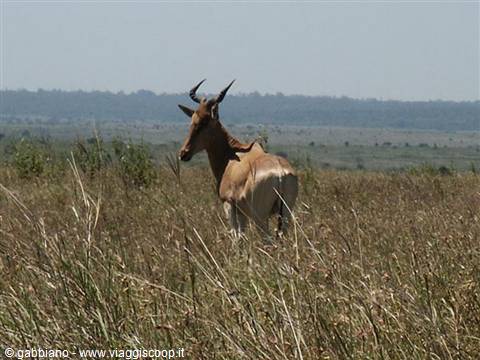 antilope