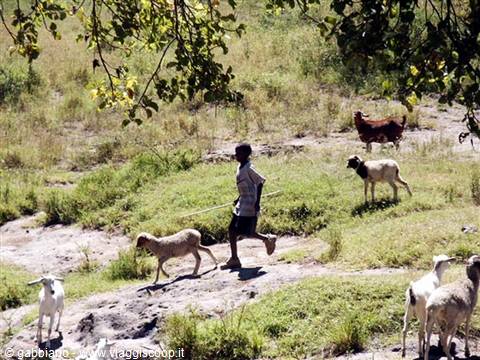pastorello masai