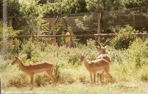 parco nairobi