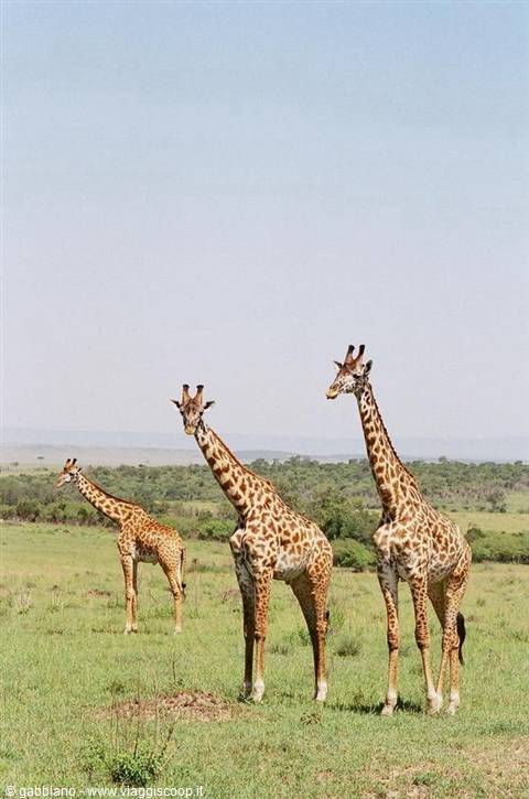 tre gazzelle national park tsavo