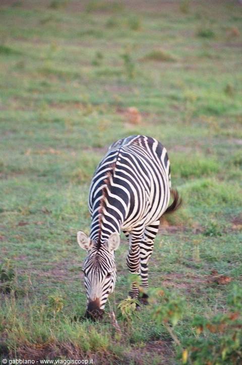 zebre tsavo