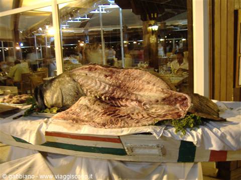  cernia gigante