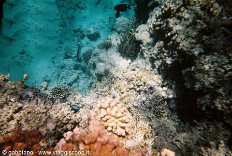 reef ras muhamed