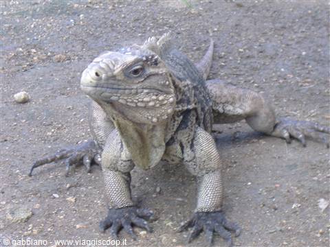 iguana