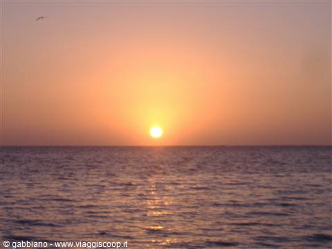 alba caracol