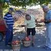 compravendita di pesche a moio alcantara ITALIA 