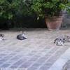 la quiete dei gattini pian d'assino ITALIA 