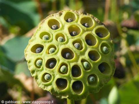 pamplemousses fiore chamal