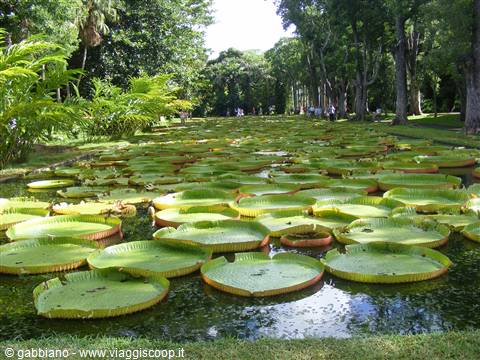 pamplemousses ninfea victoria-regia