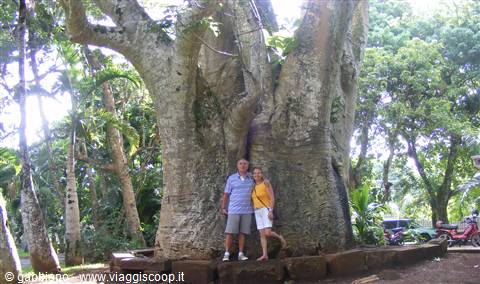 sotto un baubab