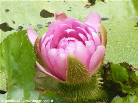 fiore victoria-regia