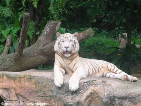 UNA SPLENDIDA TIGRE NELLO ZOO DI SINGAPORE