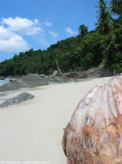 COCCO MALESIANO