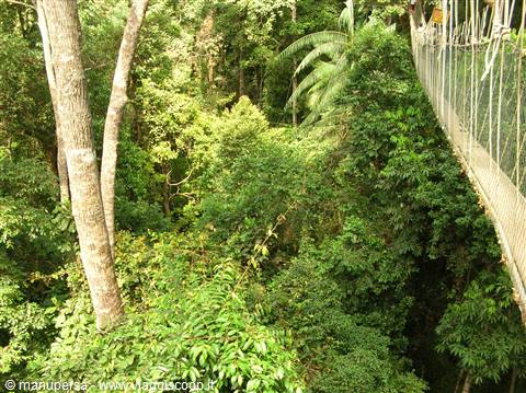 I PONTI PIU' LUNGHI DEL MONDO NEL TAMAN NEGARA