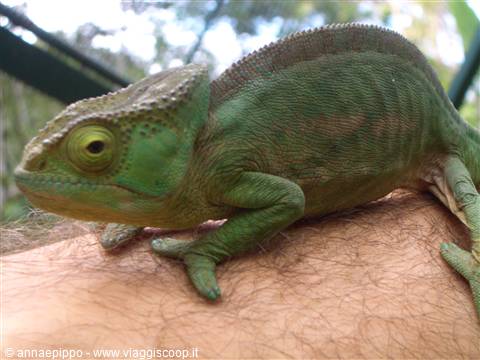 Camaleonte