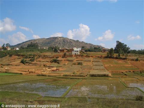 Risaie
