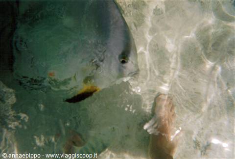 PESCI GIGANTI A SYSTER ISLAND
