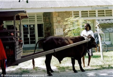 LA DIGUE IL CLASSICO MEZZO: CARRO TRAINATO DAI BUOI