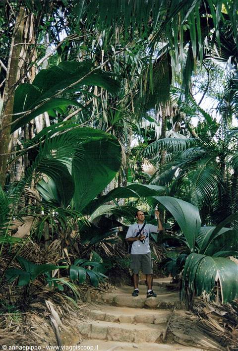 RO NELLA FORESTA