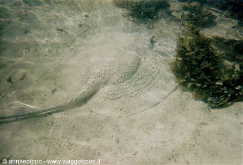 RAZZA A PRASLIN
