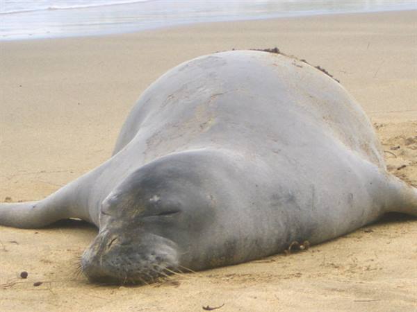LA FOCA A KE'E BEACH