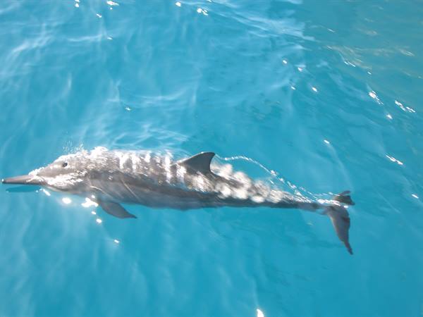 DELFINO ALLA NA'PALI COAST