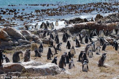 Pinguini a Betty's Bay